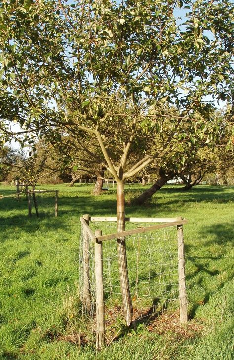 Truffle Farming, Sheep Fence, Trees Backyard, Tree Guards, Planting Fruit, Fruit Trees Backyard, Tree Landscaping, Garden Orchard, Planting Fruit Trees