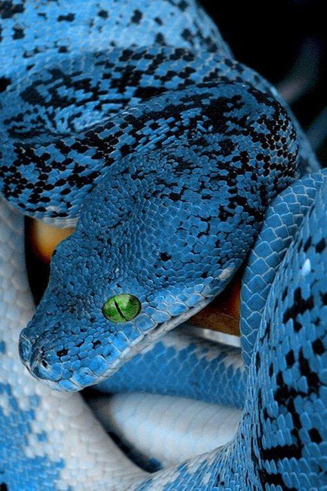 Sky Blue Cool Snakes, Colorful Snakes, Pretty Snakes, Blue Snake, Cute Snake, Reptile Snakes, Beautiful Snakes, Reptiles And Amphibians, Exotic Pets