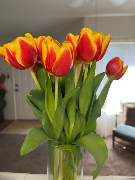 Red-orange tulips from my ex Orange Tulips, Yellow Tulips, Red Tulips, Pretty Flowers, Tulips, Planting Flowers, Beautiful Flowers, Prom, Orange