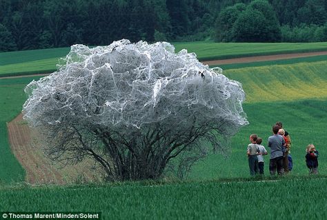 Is it a creep-ing willow? Tree resembles spooky giant cobweb after it's covered in silk by thousands of CATERPILLARS Silk Tree, Tourist Places, Photo Tree, Beautiful Tree, Amazing Nature, Caterpillar, Natural World, Nature Beauty, A Tree