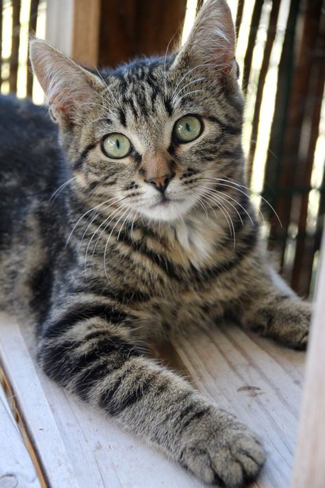 Grey Tabby Kittens, Katt Grejer, Most Beautiful Cat, Image Chat, Gorgeous Cats, Beautiful Cat Breeds, Most Beautiful Cat Breeds, Cat Photography