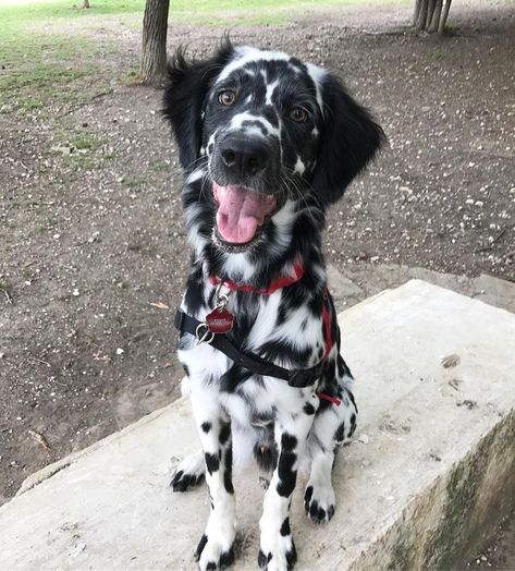 Dalmatian Mix Breeds, Fluffy Dalmatian, Long Haired Dalmatian, Dog Laughing, Laughing Gif, Dalmatian Mix, Cute Doggos, Curiosity Killed The Cat, Different Dog Breeds