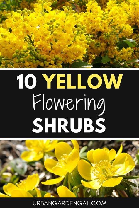 Yellow flowering shrubs are ideal perennial plants for front or backyard landscaping. Here are 10 easy to grow shrubs with beautiful bright yellow flowers. #shrubs #yellowflowers #plants #gardening Yellow Shrubs For Landscaping, Yellow Shrubs, Shrubs For Borders, Yellow Perennials, Nature Learning, Shrubs For Landscaping, Flowers To Plant, Shade Shrubs, Small Yellow Flowers