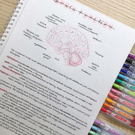 Brain structure and function notes I have such a busy week ahed ! Just finished lectures then we each had a presentation to our tutor group  I have two 6 hour labs ( we have to dissect rats this week ) and lectures everyday too  #studyblog #studyblogger #studyblr #studentlife #motivation #studysession #studywithme #studybreak #stationary #stationarygram #stationaryaddict #stationaryobsessed #productivity #studymotivation #inspire #satisfying #notes #notesgram #studygram #univer... Brain Notes, Psychology Notes, Notes Aesthetic, Handwriting Analysis, Brain Structure, College Notes, Bullet Journal Notes, Medical School Motivation, School Organization Notes