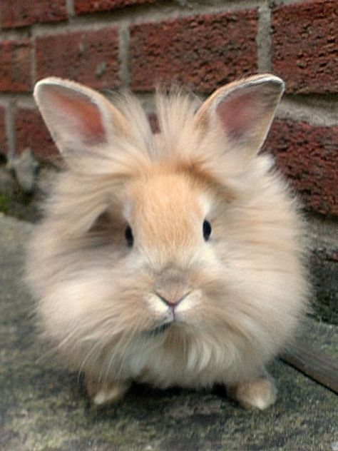 Lionhead Rabbits Lionhead Bunny, Lionhead Rabbit, Daily Bunny, Rabbit Breeds, Fluffy Bunny, Bunny Pictures, Bunny Lovers, Funny Bunnies, Baby Bunnies