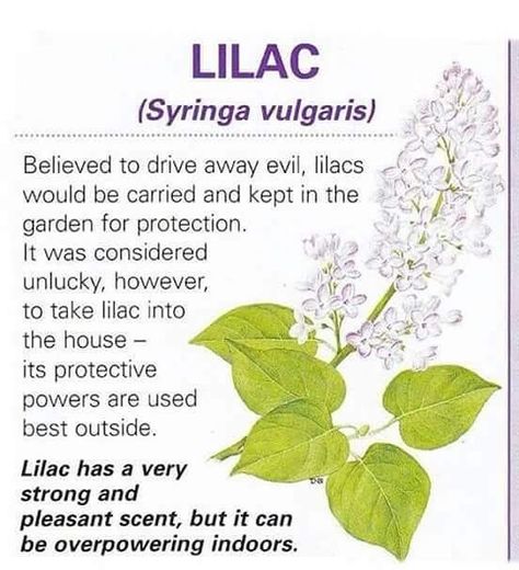 Herbology Witchcraft, Lilac Plants, Magical Flowers, Flowers Lilac, Syringa Vulgaris, Magickal Herbs, Witch Garden, Magic Herbs, Healing Spells