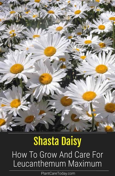 Shasta Daisy (Leucanthemum Maximum) is a herbaceous perennial with large white flowers and yellow centers, and coarse-toothed leaves, a long time garden favorite. Shasta Daisy Landscaping, Sunflower Landscaping, Kansas Garden, Daisy Care, Chateau Garden, Colorado Flowers, Bicycle Planter, Shasta Daisy, Shasta Daisies