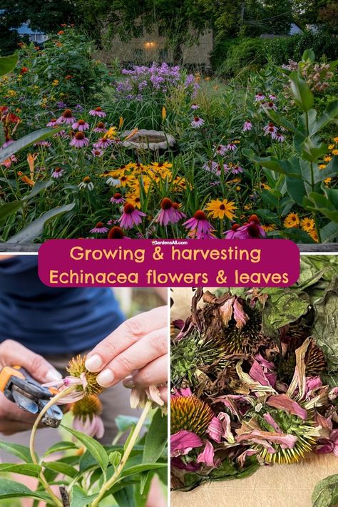 How To Harvest Echinacea, Harvesting Echinacea, Harvest Echinacea, Medicine Garden, Echinacea Tea, Herbal Remedies Recipes, Fall Clean Up, Foraging Recipes, Medicinal Herbs Garden