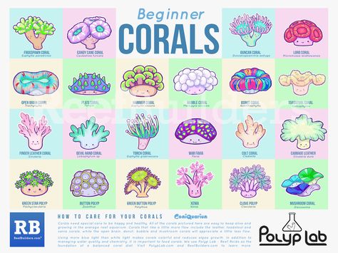 In addition to our Blue Facts comic book, we've also teamed up with ComiQuarium and Polyp Lab to bring you an exciting new poster featuring a quick guide o Beginner Aquarium, Saltwater Aquarium Beginner, Coral Poster, Nano Reef Tank, Coral Aquarium, Marine Fish Tanks, Animals Jokes, Saltwater Aquarium Fish, Coral Reef Aquarium