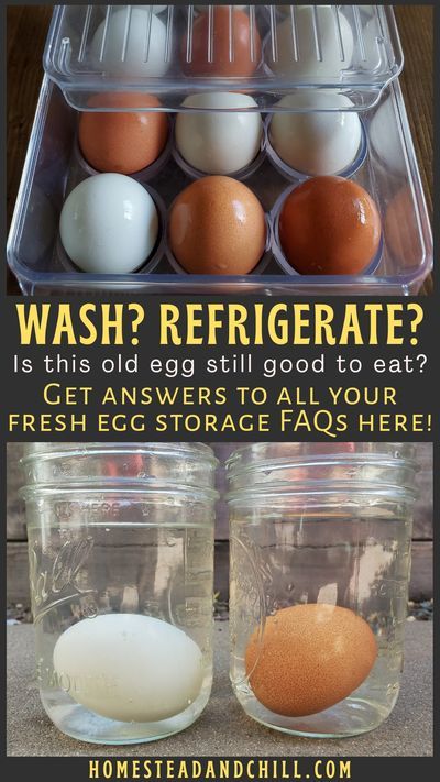 What is the best way to store fresh eggs? Do you have to wash backyard chicken eggs? Do fresh eggs need to be refrigerated? How long are eggs good for? This article will answer all of those questions - and more! Learn the best practices for washing and storing farm fresh eggs, and how to tell when eggs are old or "bad". #backyardchickens #fresheggs #urbanhomestead #homestead #chickens #eggs #foodsafety #hobbyfarm #farming Preserving Eggs, Molting Chickens, Storing Eggs, Fancy Chickens, Duck Eggs, Raising Backyard Chickens, Farm Eggs, Chicken Coop Plans, Backyard Chicken Coops