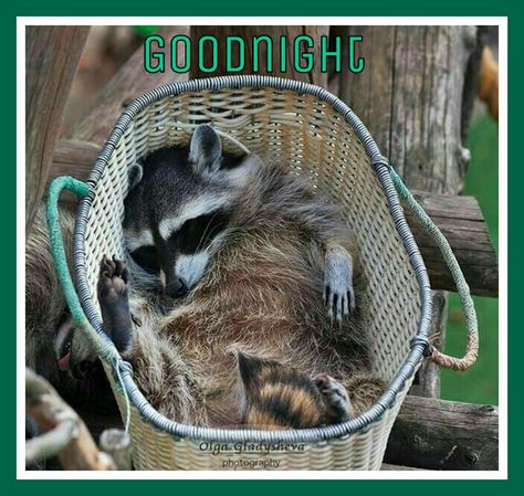 Goodnight Baby Raccoon