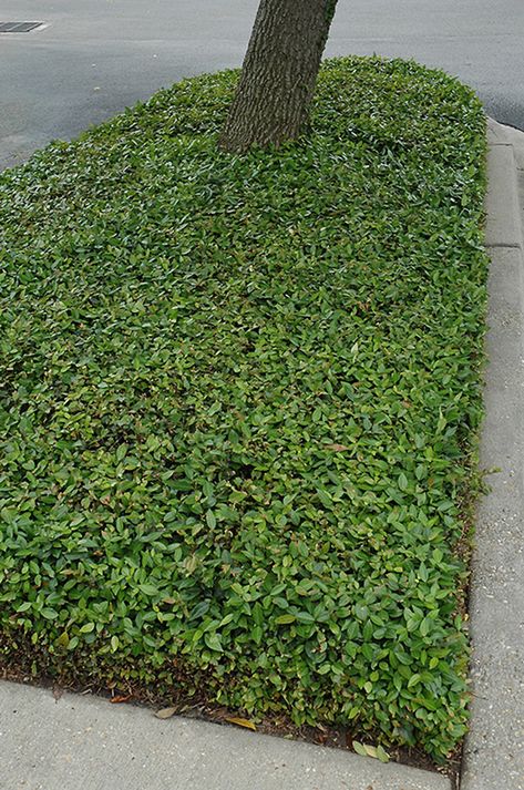 Jasmine Ground Cover, Trachelospermum Asiaticum, Asiatic Jasmine, Backyard Pathway, Asian Jasmine, Ground Covers, Green Veins, Landscaping Supplies, Ground Cover Plants