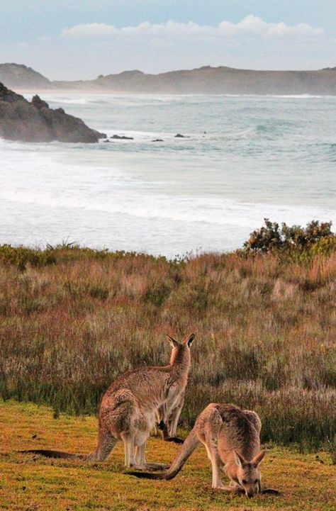 Australia Road Trip, Australia Tourism, Australia Vacation, Australia Travel Guide, Australian Travel, Byron Bay Australia, Vanuatu, Future Travel, Incredible Places