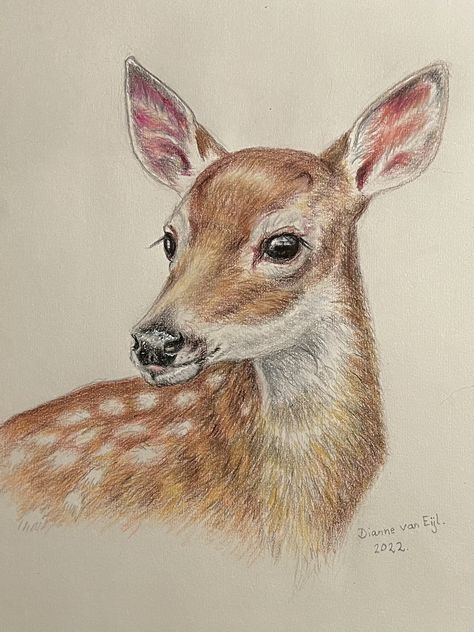 Deer Wallpaper, Deer Drawing, Rabbit Colors, Disney Paintings, Coloured Pencils, Baby Deer, Color Pencil Art, Art Inspiration Painting, Pastel Drawing