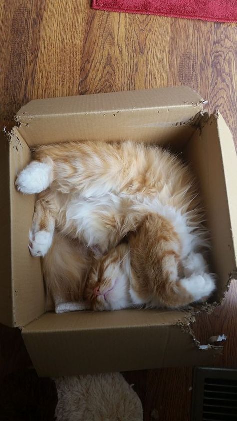 Funny Pets Pictures, Cats In Boxes, Pets Pictures, Funny Pet Videos, Summertime Vibes, Pet Videos, Funny Pets, Cat Pose, Orange Cats