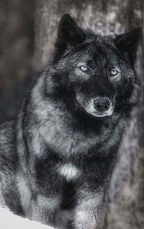 Wolf Husky, Wolf Hybrid, Wolf Images, Wolf Photography, Wolf Photos, Wolf Spirit Animal, Timber Wolf, Wolf Love, Wild Wolf