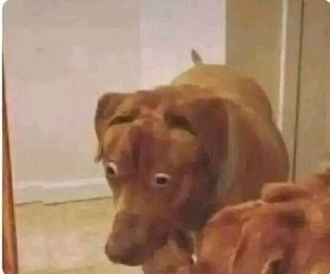 Dog Reaction Pictures, Dog Reaction Pic, Surprised Dog, Goofy Dog, Reaction Pic, Funny Animal Photos, Silly Dogs, Silly Animals, Funny Reaction Pictures