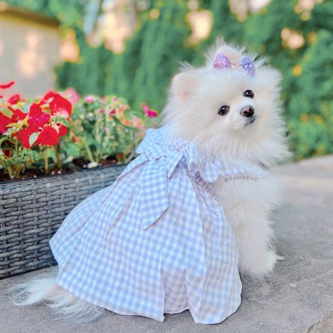 Pomeranian Dressed Up, Pomeranian Pictures, Big Fluffy Dogs, Cute Bulldog Puppies, Cute Fluffy Dogs, Puppy Images, Cute Bulldogs, Puppies And Kitties, Really Cute Dogs