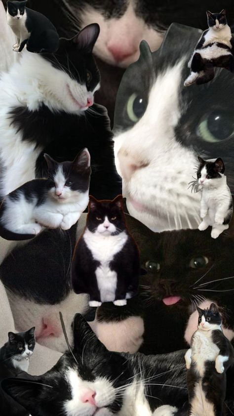 tuxedo cats #cat Wall Collage Decor, Tuxedo Cats, The Last Avatar, Tuxedo Cat, Dog Boarding, Cat Wallpaper, Wall Collage, Lock Screen Wallpaper, Art Wallpaper