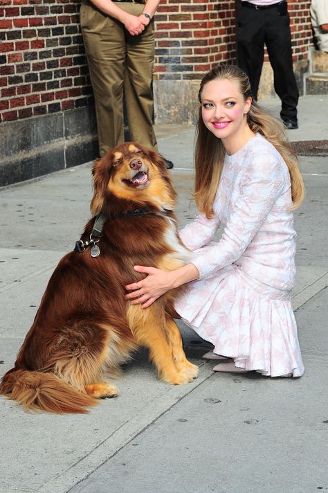 And even more amazingly he smiles. SMILES I TELL YOU. | Amanda Seyfried Has An Adorable And Talented Dog Amanda Seyfried Dog, Celebrity Dogs, National Puppy Day, Famous Dogs, She Wolf, Amanda Bynes, Dog People, Blue Merle, Amanda Seyfried