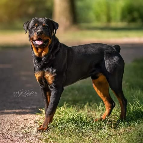 Big Rottweiler Dogs, Roman Rottweiler, Rottweiler Pictures, Protection Dogs, Rottweiler Love, Rottweiler Mix, Rottweiler Lovers, Dog Top, Mental Stimulation