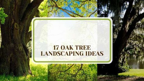 Enhance your backyard with these creative oak tree landscaping ideas. Discover techniques to improve the aesthetic appeal of your outdoor space, utilizing the natural beauty and strength of oak trees. Perfect for creating a lively and inviting environment, these ideas will help transform your garden into a stunning landscape. Base Of Tree Landscaping, Oak Tree Landscaping, Tree Landscaping Ideas, Oak Trees Landscaping, Beautiful Flower Beds, Tree Landscaping, White Oak Tree, Functional Garden, Floating Garden