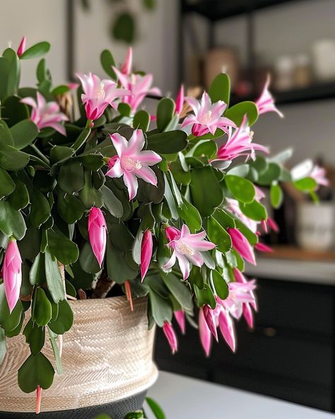 Master the art of propagating: Grow your own Christmas cactus from cuttings with this step-by-step guide Propagating Christmas Cactus, Christmas Cactus Propagation, Christmas Cactus Plant, Holiday Cactus, New Roots, Cactus Plant, Christmas Cactus, Flower Display, Plant Collection