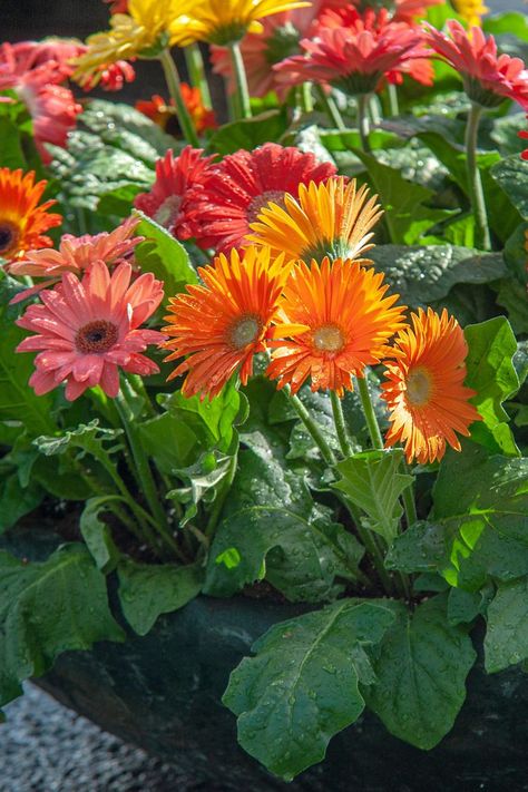 Gerbera Daisy Care, Daisy Care, Gerbera Plant, Private Garden Design, Gerbera Jamesonii, Gerbera Flower, Flower Identification, Commercial Landscaping, Garden Hacks