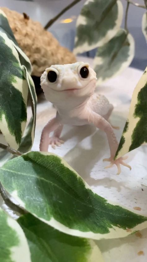 Geko Lizard Aesthetic, Pet Lizards Geckos, Leapord Gecko Cute, Leopard Gecko Aesthetic, Fancy Leopard Gecko, Cute Geckos, Leperd Gecko, Geko Lizard, Gecko Eyes