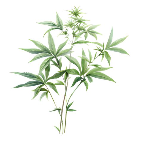 When it comes to skincare, there are countless products on the market claiming to work wonders. But have you ever considered the benefits of hemp for your skin? Let's dive into the science behind how hemp can improve the health and appearance of your skin. Hemp Plant, Flower Board, Hemp Fabric, Plant Pictures, Plant Art, Hemp Oil, The Science, Cover Photos, The Skin