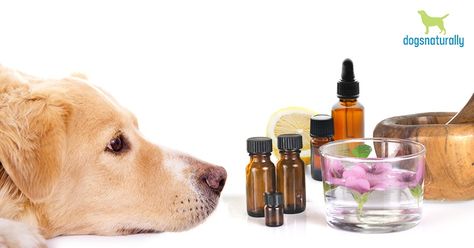 Antibiotics For Dogs, Essential Oils Dogs, Throbbing Headache, Acid Base Balance, Doterra Oil, Are Essential Oils Safe, Fluid And Electrolytes, Apple Cider Benefits, Oils For Dogs