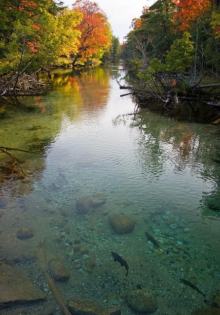 Crystal River, Glen Arbor, MI I go kayaking every year on this river. It's a tradition for our family. Kayaking Tips, Glen Arbor, Michigan Vacations, Lazy River, Peaceful Place, Crystal River, Kayak Trip, Michigan Travel, Beautiful Autumn