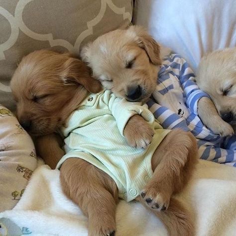 Puppies In Pajamas, Puppy Dog Pictures, Cute Dog Wallpaper, Super Cute Puppies, Very Cute Dogs, Really Cute Dogs, Cute Dog Pictures, Cute Little Puppies