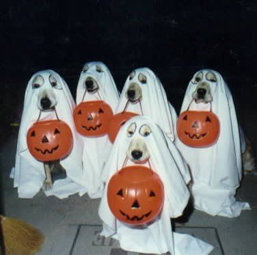 Ghost labradors.  I have seen this so many times, but it is still one of my favorite lab pictures. Homemade Halloween Costumes, Ghost Dog, Pet Halloween Costumes, Homemade Halloween, Dog Halloween Costumes, Funny Dog Pictures, Dog Blog, Halloween Animals, Dog Costumes