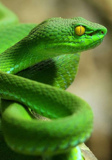 Snake Photos, Viper Snake, Animal Photography Wildlife, Poisonous Snakes, Pretty Snakes, Colorful Snakes, Pit Viper, Cute Reptiles, Beautiful Snakes