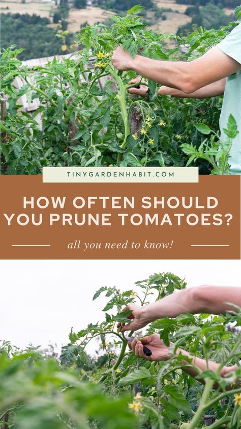 How To Prune Tomatoes, Pruning Tomatoes, Tomato Pruning, Garden Kit, Bamboo Garden, Meteor Garden 2018, Garden Veggies, Veg Garden, Tomato Garden