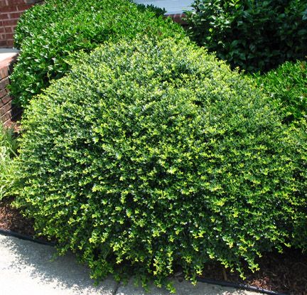 Helleri Holly evergreen low-growing mound plant. It stays compact and dense with little pruning or shaping.Full sun to part sun Tall Boxwood, Boxwood Shrub, Japanese Holly, Aucuba Japonica, Holly Shrub, Morton Arboretum, Garden Shrubs, Low Maintenance Landscaping, Low Maintenance Garden