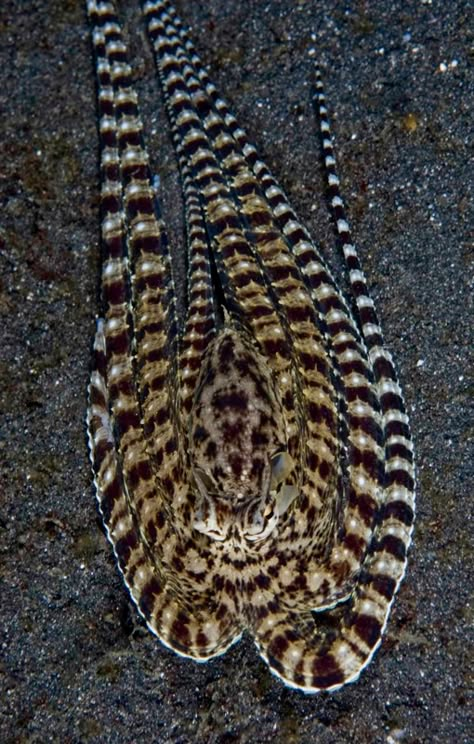 Octopus Reference Photo, Octopus Front View, Mimic Octopus, Octopus Species, Creature Creation, Octopus Pictures, Blue Ringed Octopus Photography, Atlantic Pygmy Octopus, Cool Skull Drawings