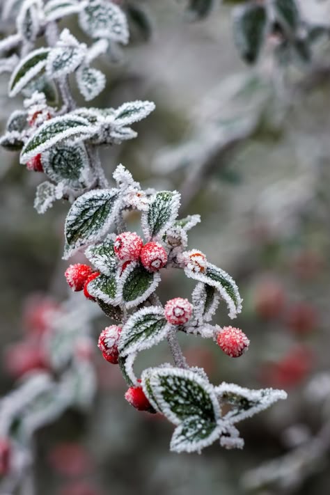 Download the Red Cotoneaster berries covered with hoar frost on a cold winters day 6825926 royalty-free Stock Photo from Vecteezy for your project and explore over a million other images and backgrounds. Winter Reference Photo, Winter Berries, Flower Boutique, Winter Images, Winter Flowers, Christmas Crafts Decorations, Red Berries, Christmas Inspiration, Christmas Time