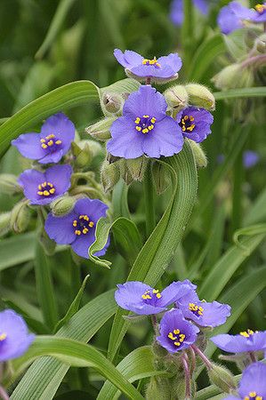 Prairie Spiderwort (Tradescantia bracteata) Prairie Nursery, Blue Flag Iris, Virginia Bluebells, Milkweed Seeds, Wild Geranium, Prairie Flower, Wild Iris, Pollinator Plants, Plant Delivery