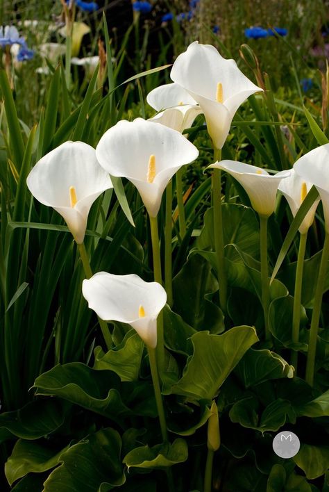 Calla Lilly Aesthetic, Calla Lily Garden Design, Calily Flower, Calilily Flower, Calla Lily Aesthetic, Arum Flower, Calle Lily, Arum Lillies, Cala Lillies