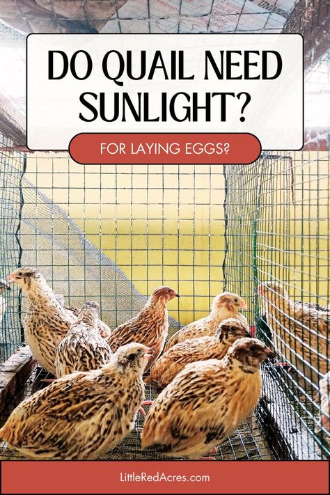 Discover the benefits of natural light and ensure your quails are getting enough. Quail need sunlight just to lay eggs! Raising Quail For Eggs, Natural Quail Habitat, Quail Feed, Quail Farm, Quail Farming, Diy Coop, Quail Raising, Quail House, Homestead Plans