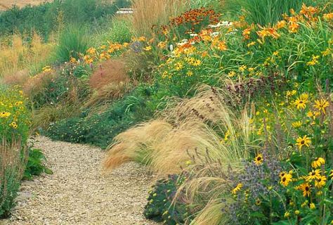 A Prairie Planting Idea with Helenium, Rudbeckia and Grasses Tomatoes In Containers, Companion Gardening, Prairie Planting, Growing Tomatoes In Containers, Perennial Grasses, Prairie Garden, Sea Holly, Summer Yellow, Pollinator Garden