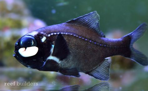 flashlight fish, Photoblepharon palpebratus Flashlight Fish, Deep Sea Animals, Underwater Drawing, Dragon Hunters, Fish Feed, Salt Water Fish, Deep Sea Creatures, Baby Fish, Natural Selection