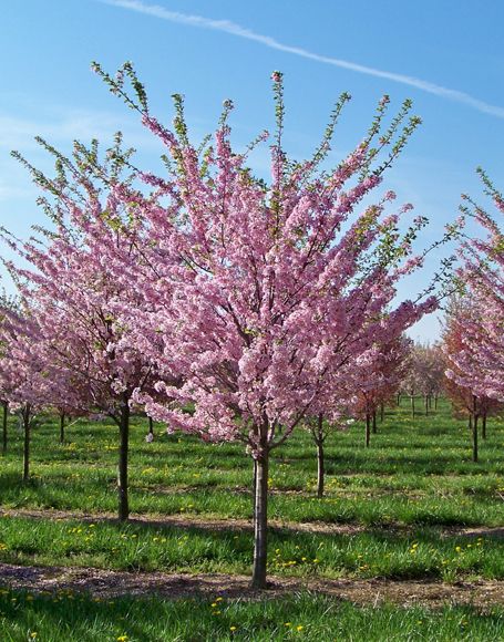 Prunus persica ‘Redhaven’ Flowering Peach Tree, Woodland Landscaping, Farm Planning, Spanish Ranch, Yummy Pies, Front Lawn Landscaping, Green Jungle, Moon Nursery, Peach Tree