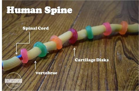 human spine science project for leanring about skeletal system Skeletal System Project, Human Body For Kids, Body Systems Project, Skeletal System Worksheet, Human Body Unit Study, Human Body Projects, Human Body Science, Body Preschool, Human Body Activities