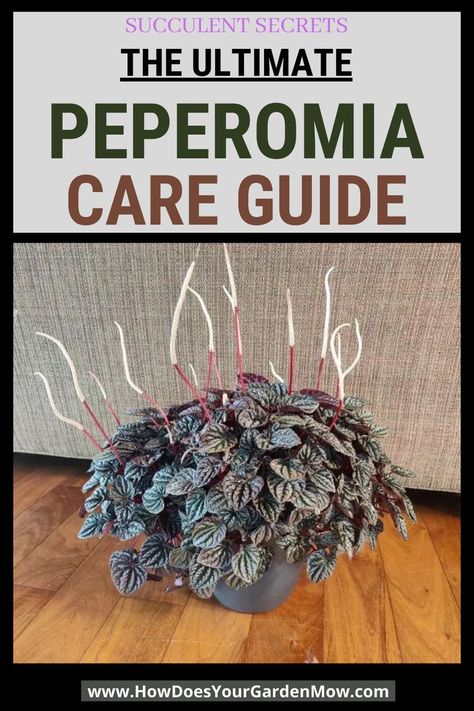 Red Peperomia, Peperomia Plant Care, Radiator Plant, Colorado Flowers, Plants Tips, Peperomia Plant, Houseplant Care, Pilea Peperomioides, Plant Care Houseplant