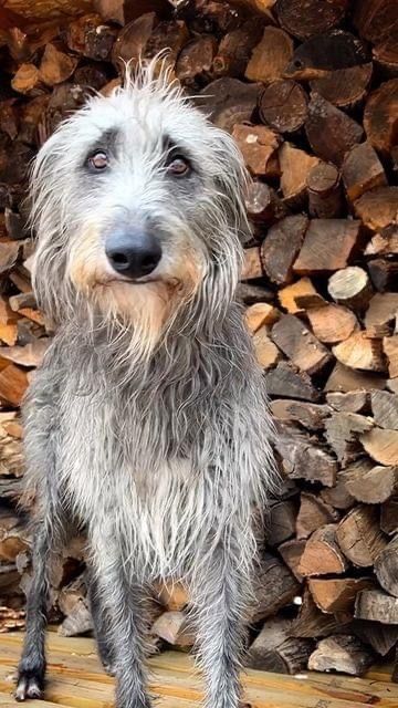 Scottish Deerhound Puppy, Wolfhound Irish, Wolfhound Puppies, Wolf Hound, Irish Wolfhound Puppies, Scottie Puppies, Irish Wolfhound Dogs, Pet Artwork, Scruffy Dogs