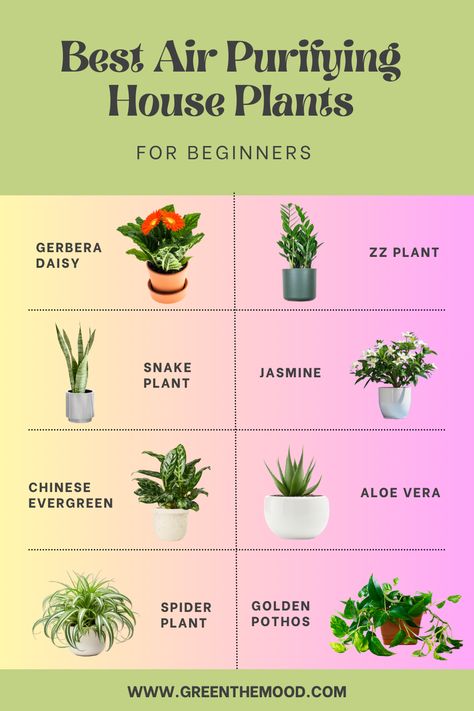 Best Air Purifying House Plants for Begginners! Calming Indoor Plants for example ZZ Plant or Aloe. Create a Zen paradise in your home with these 10 calming plants. Decrease stress, live green life! These indoor plants have been proven to boost mood, reduce anxiety, and purify the air. And the best part? They are low-maintenance and add a touch of natural beauty to any home. Indoor Plants For Oxygen, Indoor Plants Bedroom, Best Air Purifying Plants, Low Maintenance Indoor Plants, Low Light House Plants, Air Cleaning Plants, Air Purifying House Plants, Natural Air Purifier, Jasmine Plant