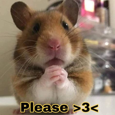 Popular Cat Breeds, Pet Hamster, Baby Hamster, Most Beautiful Cat, Funny Hamsters, Cute Animal Memes, Cute Small Animals, Most Beautiful Animals, Most Beautiful Cat Breeds